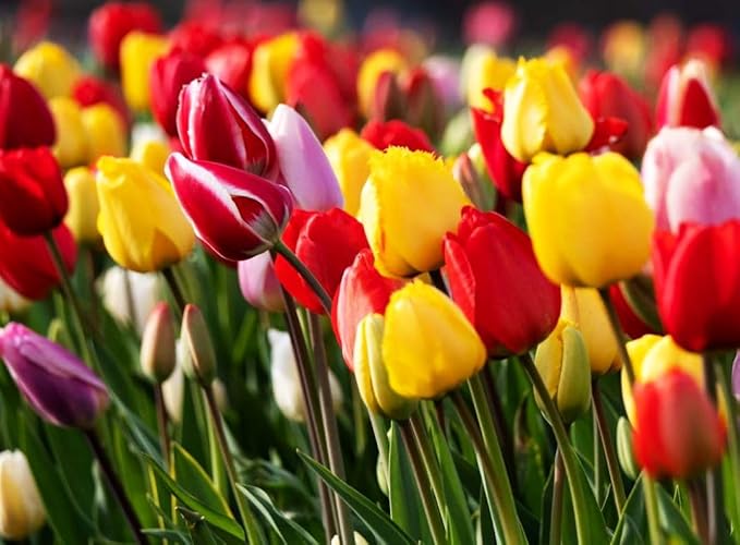 Triumph Tulip Bulbs for Fall Planting Mixed Perennial Hybrids Darwin Changing Colors Emperor Mixture Size 12+ (50, Emperor Mixture)