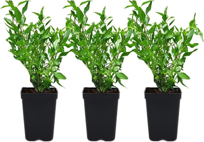 3 Coast Sunflower (Encelia californica) Outdoor Native Plant Plugs in Individual pots, Direct from Grower, no neonicotinoids, Supports pollinators
