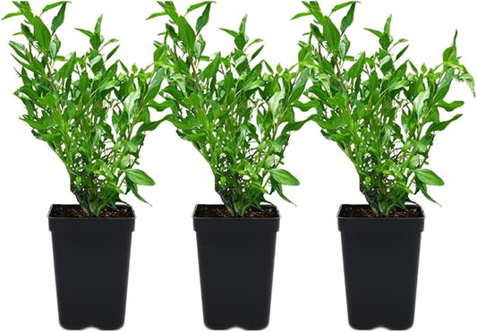 3 Coast Sunflower (Encelia californica) Outdoor Native Plant Plugs in Individual pots, Direct from Grower, no neonicotinoids, Supports pollinators