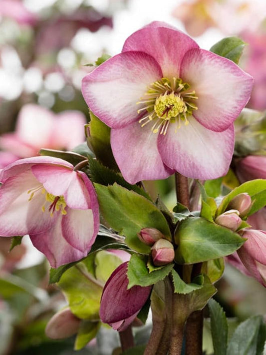 Perennial Farm Helleborus HGC® Ice N' Roses® Rose No. 1
