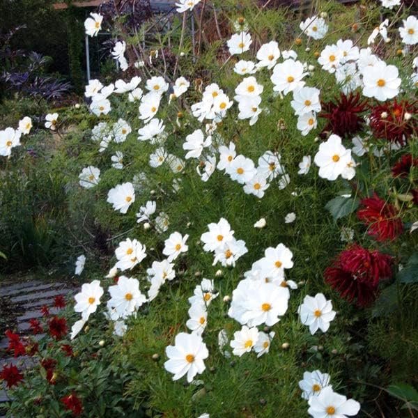 Eden Brothers Cosmos Seeds - Purity
