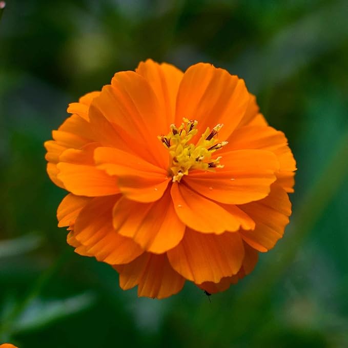 Eden Brothers Sulphur Cosmos Seeds - Sulphur Carpet Mix