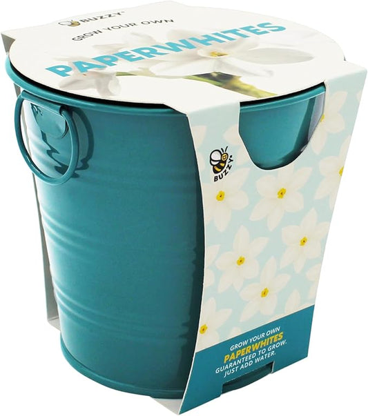 BUZZY Seeds Holiday Paperwhites Grow Kit, Complete with Bulbs, Teal Pail, Growing Medium, and Easy-to-Follow Instructions, Windowsill Gardening, Holiday Decor, Seasonal Gift for Home or Office