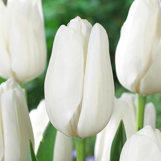 Garden State Bulb Darwin Hybrid Hakuun Tulip Flower Bulbs, 12/+ cm, Fall Planting (Bag of 25)