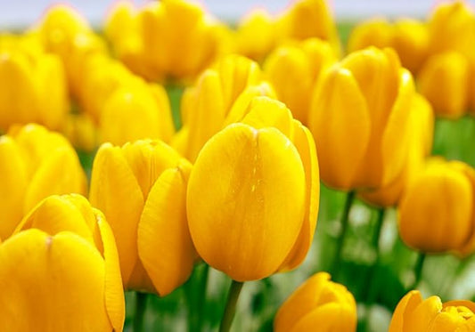 Mix Triumph Tulips 10 Bulbs for Fall Planting Colorful Flower Tulipa Darwin Hybrid Changing Colors Mixture Size 12+ 4 Varieties to Choose (Golden Emperor, 10, Mix Color)
