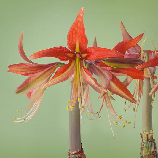 Merengue Spider Amaryllis Bulb by Horn Canna Farm | Exotic Indoor Flower Bulb for Winter Growing | Long Petaled Green Orange Bronze Blooms