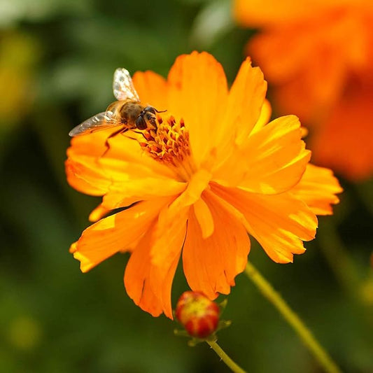 Eden Brothers Sulphur Cosmos Seeds - Crest Orange