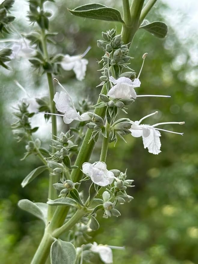 White Sage (Salvia apiana) - 3 Live Plants - Sacred California Native Bee Sage with Fragrant Silver Leaves – Drought-Tolerant, Pollinator Friendly, Deer Resistant, Full Sun Garden Shrub