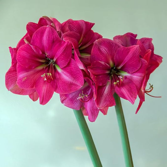 Ice Pink Amaryllis Bulb by Horn Canna Farm | Large Indoor Flower Bulb for Winter Growing | Bright Hot Pink Blooms