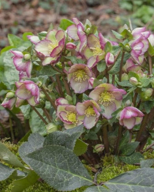 Perennial Farm Helleborus x Mix – Live Lenten Rose Perennial Marbled Evergreen Foliage, Long-Lasting Early Spring Blooms, Shade Loving, Deer Resistant, Ideal for Woodland Gardens (Cherisa)