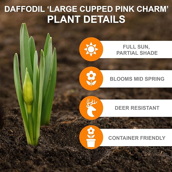 Garden State Bulb Narcissus Large Cupped Pink Charm Daffodil Flower Bulbs, 16/18cm, Fall Planting (Bag of 50)