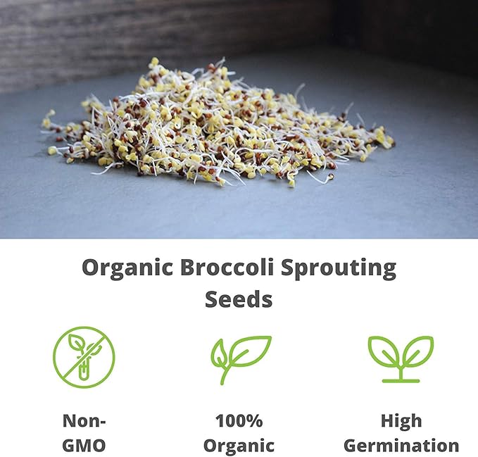 Organic Broccoli Sprouting Seeds by Handy Pantry | 8 oz. Resealable Bag | Non-GMO Broccoli Sprouts Seeds, Contains Sulforaphane