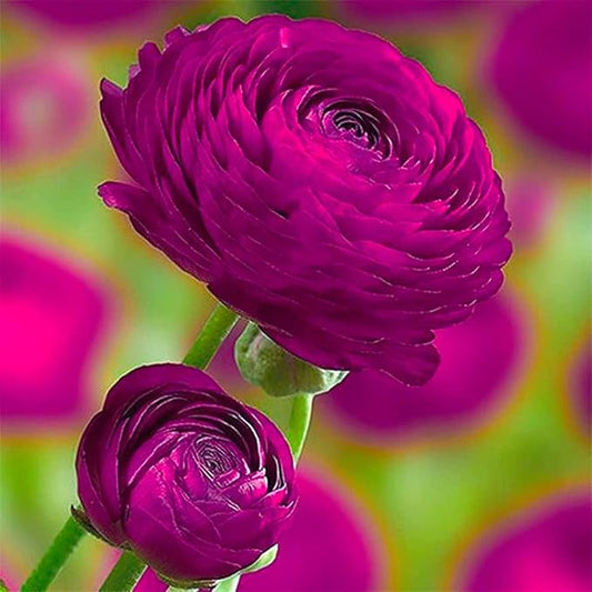 Purple Ranunculus Flowers Bulbs for Spring Planting, Perennial Flower Bulbs, Early Spring Flower to Plant Outside, Colorful Blooms Groundcover Bulbs, Top Size
