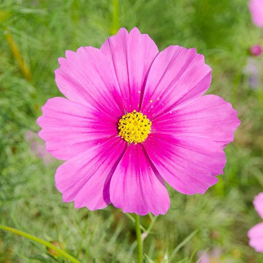 Eden Brothers Cosmos Seeds - Radiance