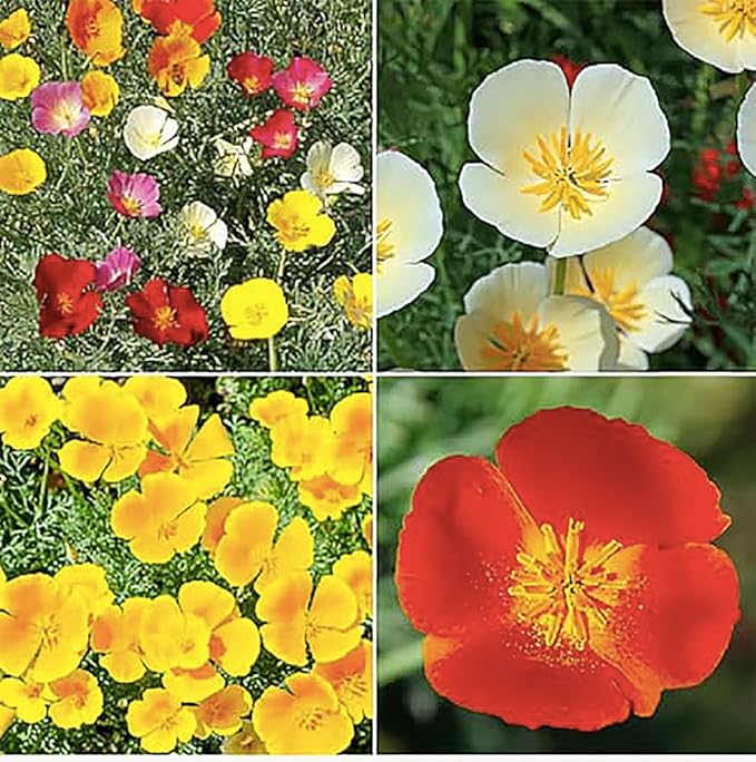 Pollinator Attracting Wildflower Seeds - Attracts Bees, Butterflies, and Other Beneficial Insects, Bees Knees Mix