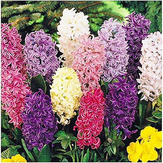Pink Hyacinth Bulb and Glass Vase for Forcing