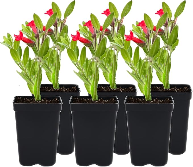 6 Island Snapdragon (Galvezia speciosa) Outdoor Native Plant Plugs in Individual pots, Direct from Grower, no neonicotinoids, Supports pollinators