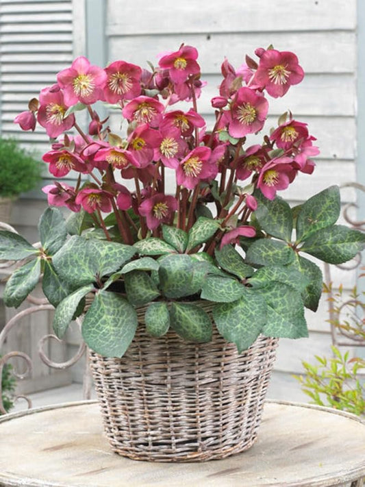 Perennial Farm Helleborus Frostkiss® Anna's Red No. 1