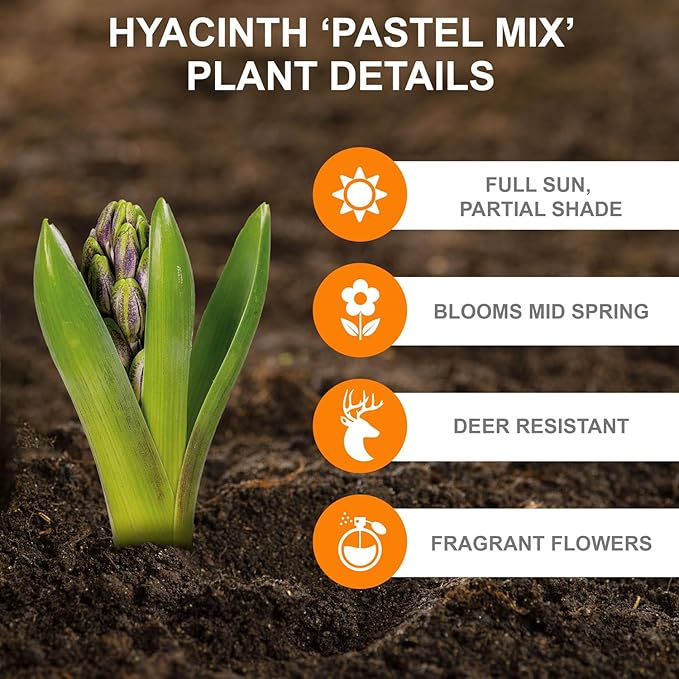 Garden State Bulb Pastel Mix Hyacinth Flower Bulbs, 15/16cm, Fall Planting (Bag of 50)