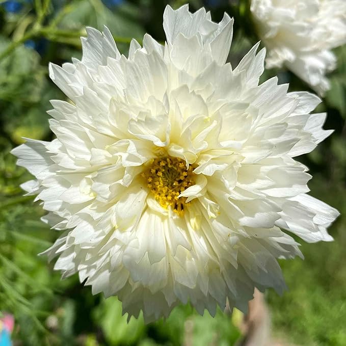 Eden Brothers Cosmos Seeds - Double Click White Knight
