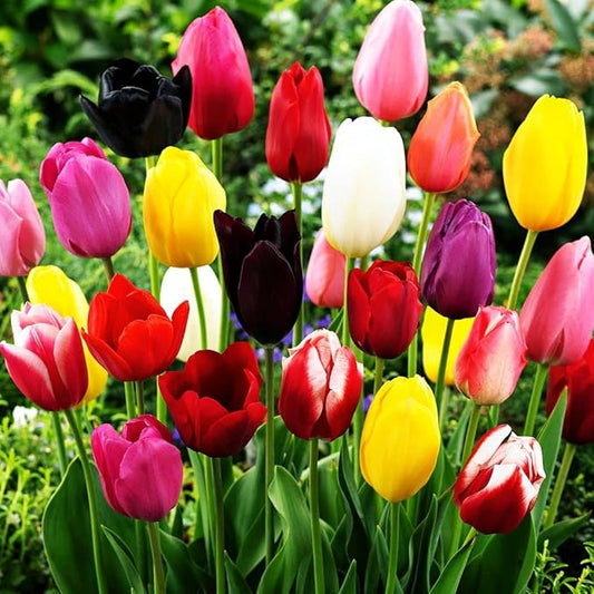 Mix Triumph Tulips 10 Bulbs for Fall Planting Colorful Flower Tulipa Darwin Hybrid Changing Colors Mixture Size 12+ 4 Varieties to Choose (All Season Barn Mixture, 10, Mix Color)
