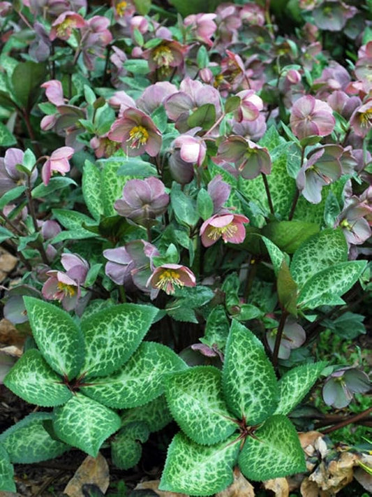 Perennial Farm Helleborus Frostkiss® Penny's Pink No. 1