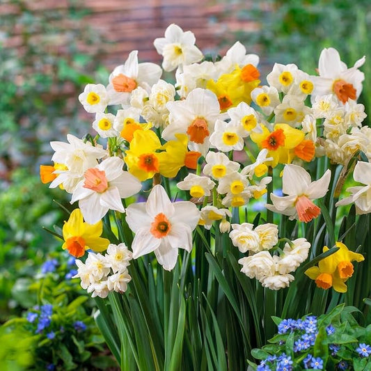 Dutch Bulbs Budget Fragrant Daffodil Bulbs Collection (25 Daffodil), Perennial and Hardy, Flower Bulb Mix from Holland for Garden and Pot, 6-7 Varieties (no Seeds, not Artificial)