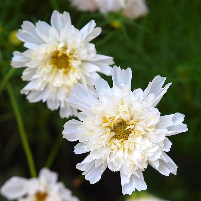Eden Brothers Cosmos Seeds - Double Click White Knight