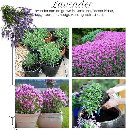 4 Spanish Lavender Plants Live Outdoor Indoor, Cold Hardy Fragrant Perennial Herb for Garden and Landscape, 4-8 Inch Tall