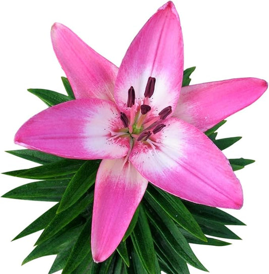 Easy to Grow Lilium Asiatic Lily 'Arbatax' Plant Bulbs (3 Pack) - Pink & White Flowering Blooms in Summer Gardens