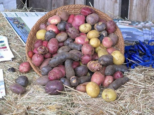 Certified Seed Potato Mix, 5 lbs Whole Potatoes Non GMO, Red Pontiac Golden Yukons Purple Majesty, American Grown