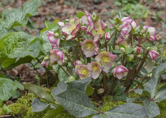 Perennial Farm Helleborus x Mix – Live Lenten Rose Perennial Marbled Evergreen Foliage, Long-Lasting Early Spring Blooms, Shade Loving, Deer Resistant, Ideal for Woodland Gardens (Cherisa)