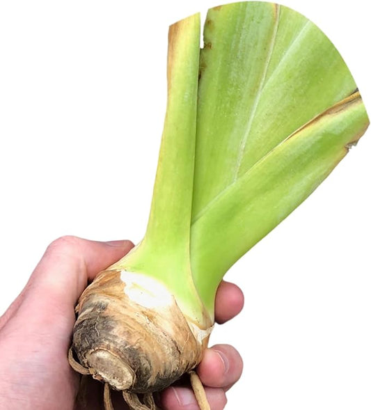 Easy to Grow Bearded Iris Immortality - 9 Plant Bulbs Rhizomes, Flowers in Spring to Fall, Full Sun Low Maintenance