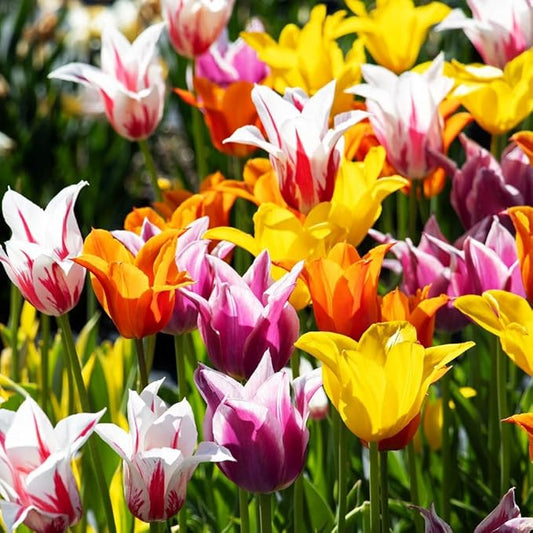 Mix Triumph Tulips 10 Bulbs for Fall Planting Colorful Flower Tulipa Darwin Hybrid Changing Colors Mixture Size 12+ 4 Varieties to Choose (Lily Flowering Mixture, 10, Mix Color)
