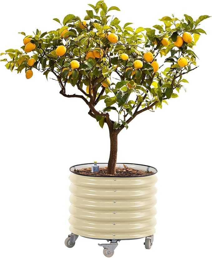 Rolling Metal Citrus Tree Planter, Self-Watering Round Planter Box for Porch Patio & Backyard, Raised Garden Bed with Wheels for Growing Trees Tomatoes Vegetables and Flowers, Single Pack-Pearl White