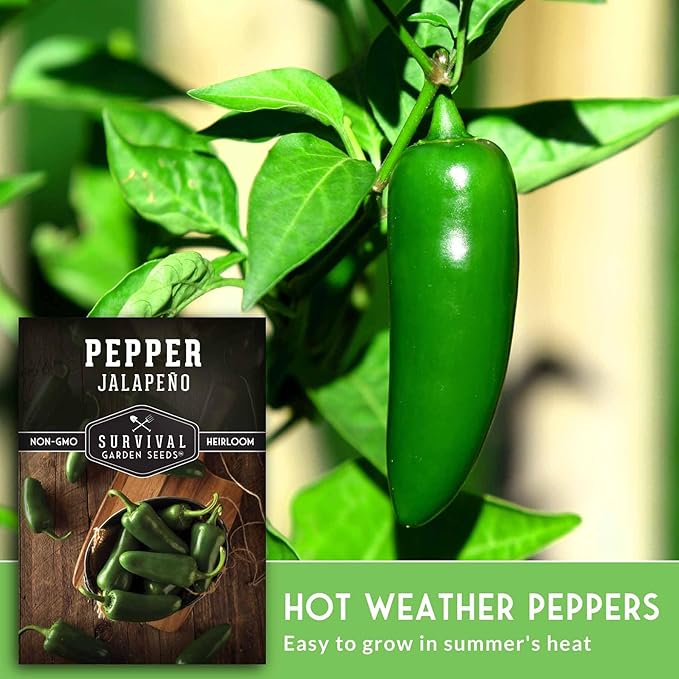 Jalapeño Pepper Seeds for Planting | Hot Heirloom Non-GMO Peppers for Pickling & Salsas – Survival Garden Seeds (2 Packs)