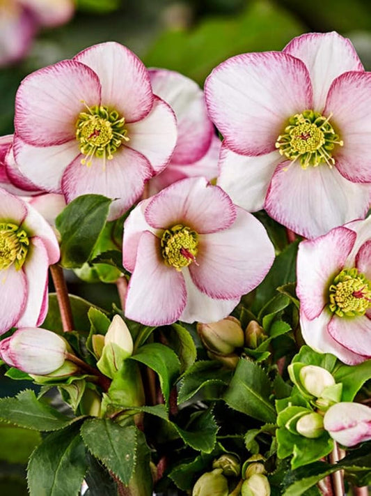 Perennial Farm Helleborus HGC® Ice N' Roses® Picotee No. 1