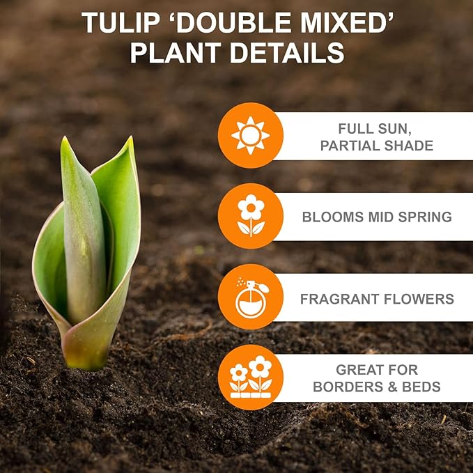 Garden State Bulb Double Dutch Mixed Tulip Flower Bulbs, 12/+ cm, Fall Planting (Bag of 250)