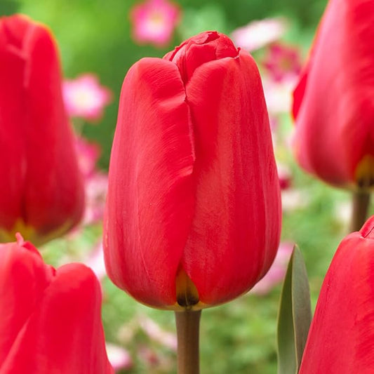 Garden State Bulb Darwin Hybrid Red Apeldoorn Tulip Flower Bulbs, 12/+ cm, Fall Planting (Bag of 50)