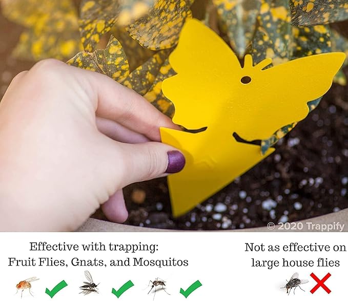 Trappify Sticky Gnat Traps for House Indoor - Yellow Fruit Fly Traps for Indoors|Outdoor Plants | Insect Catcher for White Flies, Mosquitos, Fungus Gnats | Disposable Glue Fly Trap Indoor (100 Pack)