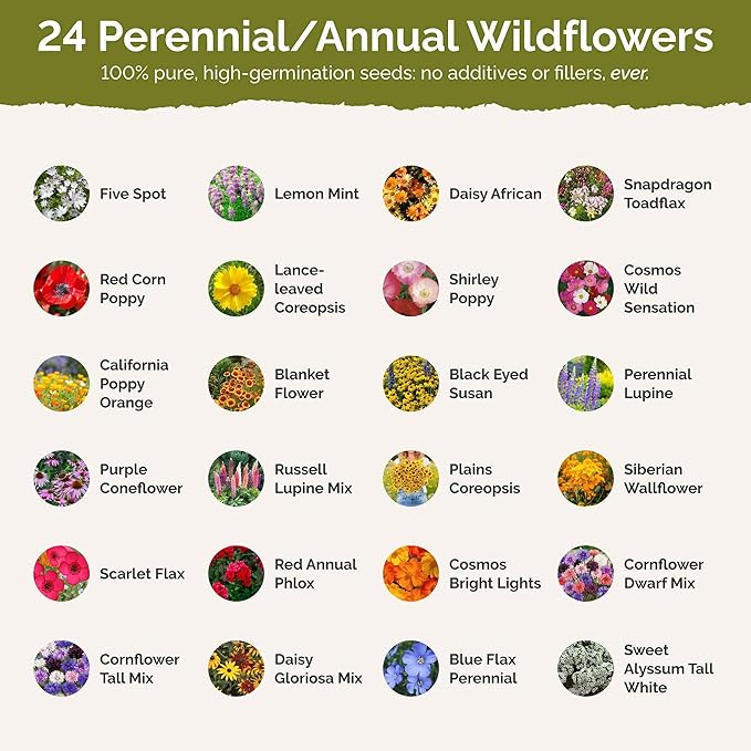 Eden Brothers Virginia Wildflower Mixed Seeds for Planting, 1 oz, 30,000+ Seeds with Five Spot, African Daisy | Attracts Pollinators, Plant in Spring or Fall, Zones