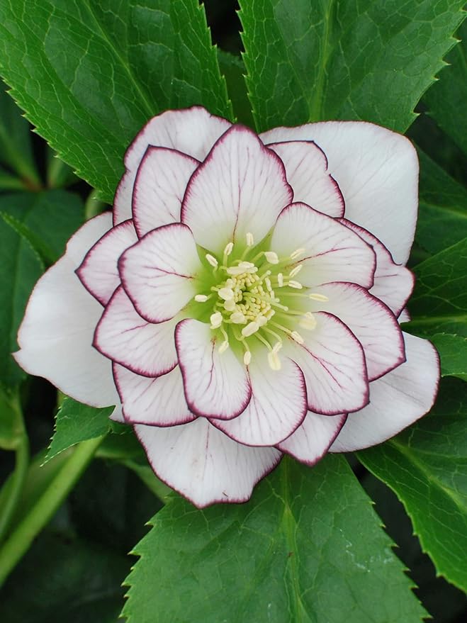 Perennial Farm Marketplace Helleborus W.J. 'Fire & Ice' Perennial, 1 Quart, Double White with Pinkish-Red Edges