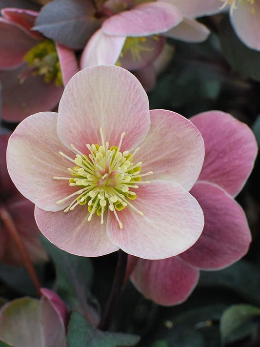 Perennial Farm Helleborus HGC® 'Pink Frost' No. 1