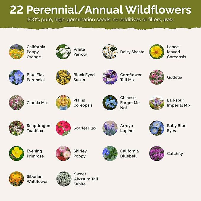 Eden Brothers California Wildflower Mixed Seeds for Planting, 1 lb, 480,000+ Seeds with Black Eyed Susan, Shasta Daisy | Attracts Pollinators, Plant in Spring or Fall, Zones 3, 4, 5, 6, 7, 8, 9, 10