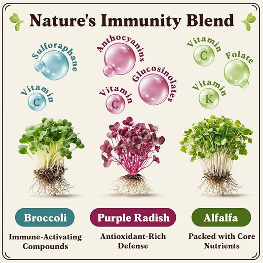 Seedboy Organic Non-GMO Sprouting Seeds, Immune System Booster - USA Grown Microgreens Mix with Broccoli, Purple Radish, Alfalfa - 8 oz Bag Makes 8 Quarts / 24 Servings (Immune System Booster Blend)