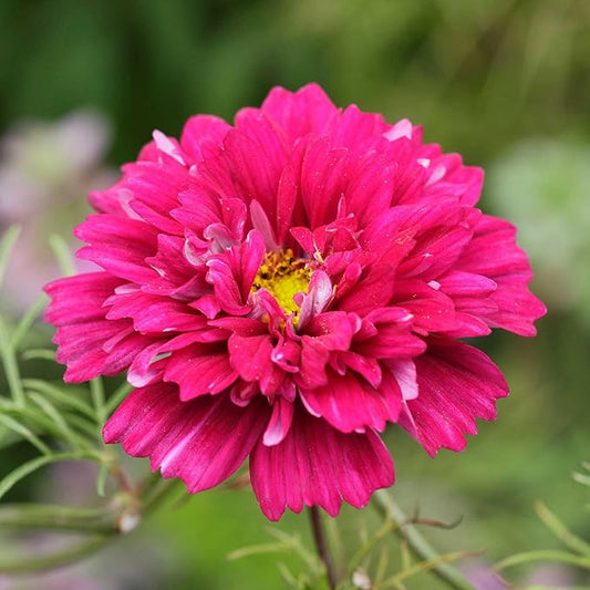 Eden Brothers Cosmos Seeds - Double Click Cranberries