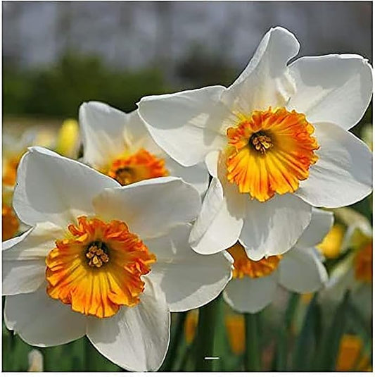 5 Jetfire Narcissus Bulbs - Top Size Daffodil Bulbs