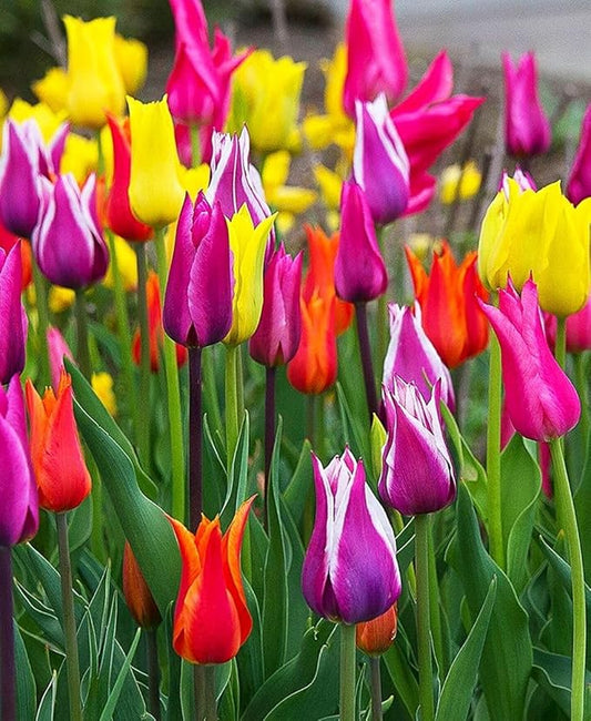 Mix Triumph Tulips 10 Bulbs for Fall Planting Colorful Flower Tulipa Darwin Hybrid Changing Colors Mixture Size 12+ 4 Varieties to Choose (Lily Flowering Mixture, 10, Mix Color)