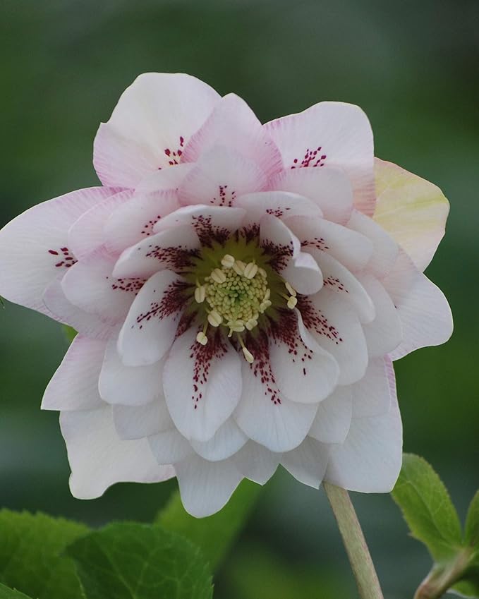 Perennial Farm Marketplace Helleborus x W.J. 'Cotton Candy' (Lenten Rose) Perennial, 1 Quart, Pink Flowers