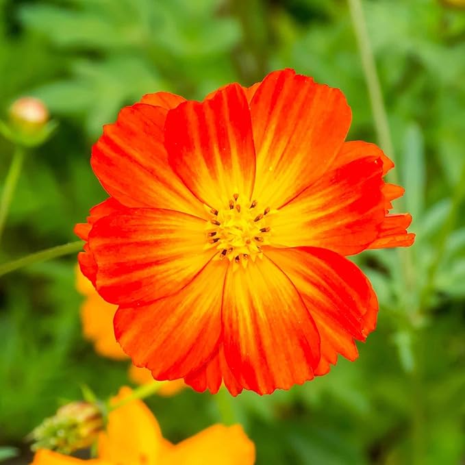 Eden Brothers Sulphur Cosmos Seeds - Sulphur Carpet Mix